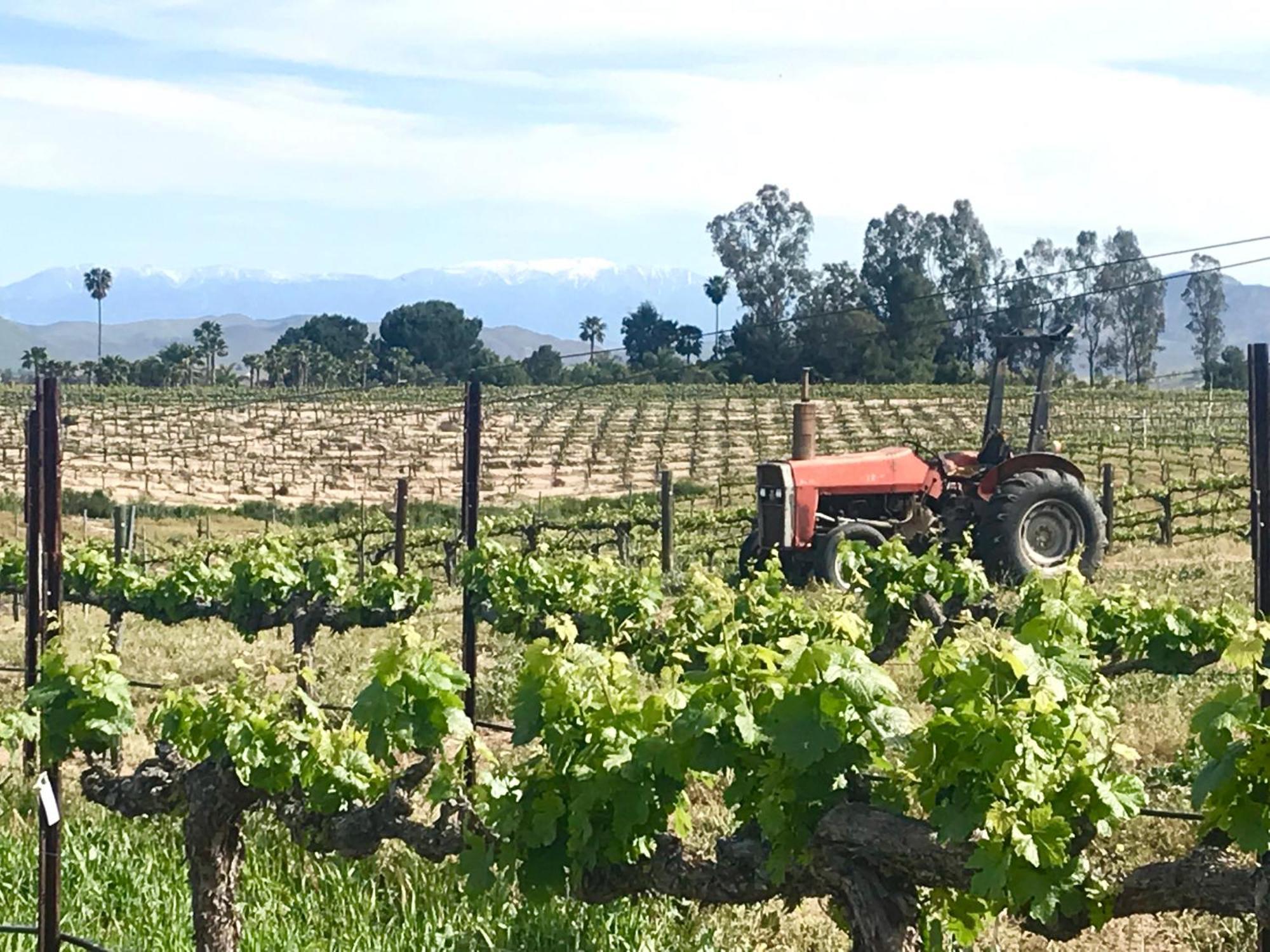 Bed and Breakfast Domaine Chardonnay Temecula Esterno foto